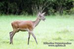 Taurusis elnias (Cervus elephus)